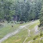 Primorka Golte