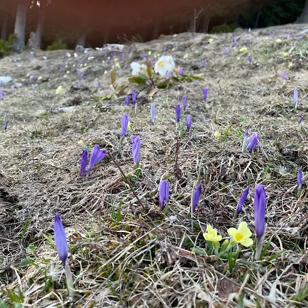 Apartment Primorka Golte *