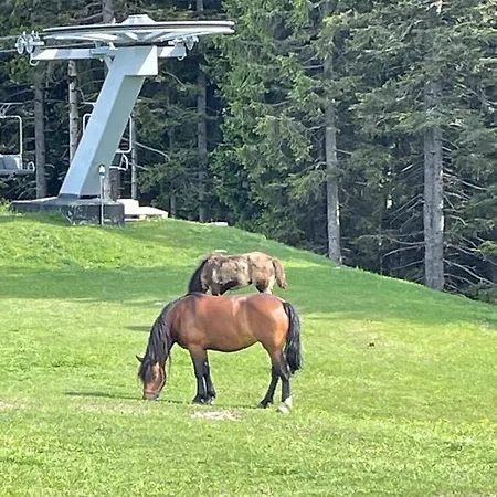 Διαμέρισμα Primorka Golte