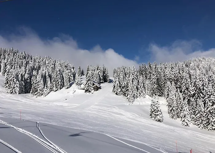 Primorka Golte * Mozirje