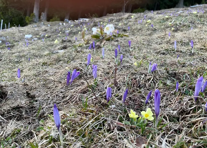 Appartamento Primorka Golte *