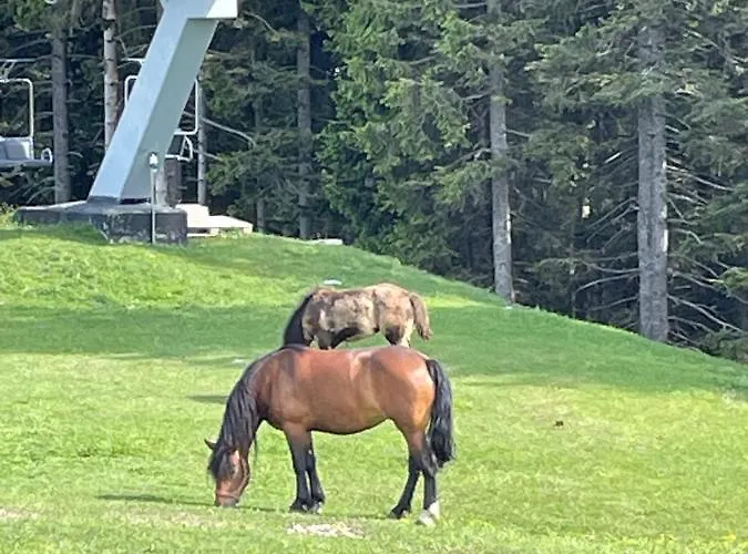 Appartamento Primorka Golte